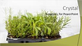  Presentation with sage - Beautiful presentation design featuring mix-of-herbs backdrop and a white colored foreground