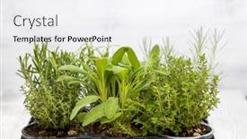  Presentation with herbs - Presentation enhanced with mix-of-herbs background and a white colored foreground