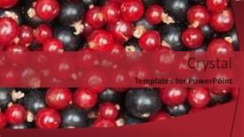  Presentation with blackcurrant - Colorful PPT theme enhanced with mix-of-redcurrant-and-blackcurrant backdrop and a red colored foreground