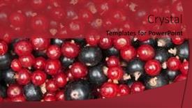  Presentation with blackcurrant - Cool new PPT layouts with mix of redcurrant and blackcurrant backdrop and a red colored foreground