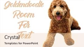 Presentation with poodle - PPT theme with mixed animals - golden doodle dog isolated background and a lemonade colored foreground