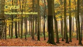  Presentation with woodland - Beautiful PPT theme featuring mixed autumn forest panorama backdrop and a tawny brown colored foreground
