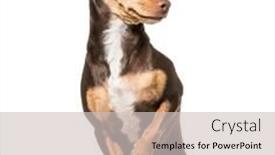  Presentation with old dog - Colorful slide set enhanced with mixed-breed dog 1 5 years old sitting against white background backdrop and a soft green colored foreground