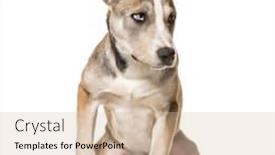  Presentation with old dog - Audience pleasing slide set consisting of mixed-breed dog 3 months old sitting against white background backdrop and a soft green colored foreground