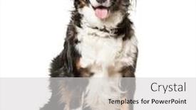  Presentation with old dog - Amazing slide set having mixed-breed dog 5 years old sitting against white background backdrop and a light gray colored foreground