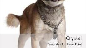  Presentation with old dog - PPT theme enhanced with mixed-breed dog 5 years old standing in front of white background background and a light gray colored foreground