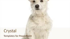  Presentation with old dog - Amazing presentation having mixed-breed dog 7 months old sitting isolated on white backdrop and a lemonade colored foreground