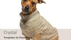  Presentation with dog - Presentation theme featuring mixed-breed-dog-between-french background and a coral colored foreground