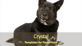  Presentation with husky - PPT layouts featuring breed dog between german sheperd background and a tawny brown colored foreground