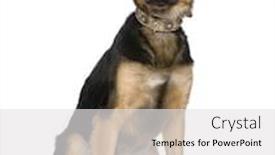  Presentation with german - Slides enhanced with dog between a german shepherd background and a white colored foreground