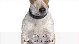  Presentation with russell - Amazing presentation having mixed-breed dog between a jack russell and a dachshund 3 years in front of a white background backdrop and a light gray colored foreground