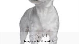  Presentation with russell - Presentation with mixed-breed dog between a jack russell and a maltese dog 18 months in front of a white background background and a white colored foreground