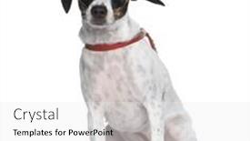  Presentation with king - Presentation design having mixed-breed dog between a jack russel and a cavalier king charles in front of a white background background and a white colored foreground