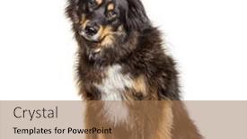  Presentation with border - PPT theme enhanced with mixed-breed-dog-between and a coral colored foreground