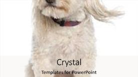  Presentation with old dog - Colorful PPT layouts enhanced with mixed-breed dog between a maltese and a coton de tulear 5 years old in front of a white background backdrop and a lemonade colored foreground