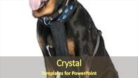  Presentation with doberman - PPT theme consisting of mixed-breed dog between a doberman and a german shepherd in front of a white background background and a tawny brown colored foreground