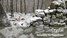  Presentation with winter forest night - Beautiful slide set featuring mixed breed dog in winter backdrop and a  colored foreground