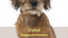  Presentation with old dog - Slides having mixed-breed dog puppy 3 months old sitting and looking away against white background background and a tawny brown colored foreground