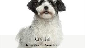  Presentation with old dog - Presentation having mixed-breed dog standing 7 months old isolated on white background and a soft green colored foreground