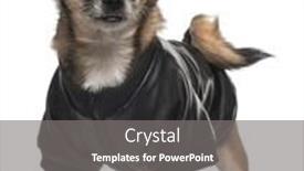  Presentation with old dog - Colorful slide set enhanced with mixed-breed dog wearing shirt 6 years old standing in front of white background backdrop and a gray colored foreground