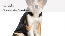  Presentation with border collie 4 years - PPT theme consisting of vertebrates - mixed-breed with a border collie background and a white colored foreground