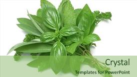  Presentation with sage - Presentation theme having mixed herbs basil sage parsley and mint tied in a bunch with twine isolated on white background and a seafoam green colored foreground