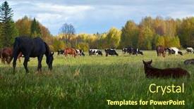  Presentation with grazing - Beautiful slide set featuring mixed herd grazing on the autumn field backdrop and a tawny brown colored foreground
