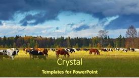  Presentation with grazing - Presentation design consisting of mixed-herd-grazing background and a tawny brown colored foreground