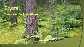  Presentation with pine forest - PPT theme featuring mixed pine and deciduous forest background and a tawny brown colored foreground