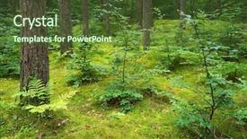  Presentation with pine forest - Audience pleasing presentation consisting of mixed pine and deciduous forest backdrop and a tawny brown colored foreground