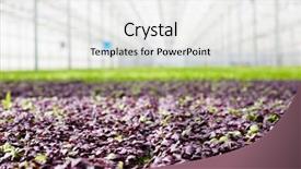  Presentation with purple green - Slide deck consisting of mixed seedlings of purple background and a  colored foreground