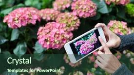  Presentation with hydrangea - Presentation having mobile phone with hydrangea background and a tawny brown colored foreground