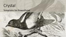  Presentation with lets chat - PPT layouts consisting of mocking cliff chat old illustration background and a light gray colored foreground