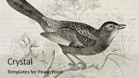  Presentation with paris - Theme featuring mockingbird - grey catbird old illustration dumetella background and a light gray colored foreground