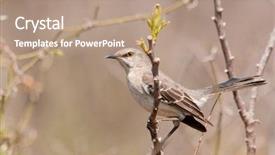  Presentation with spring - Audience pleasing slides consisting of mockingbird - northern mockinbird mimus polyglottos backdrop and a coral colored foreground