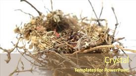  Presentation with h7n9 bird flu - Colorful slide deck enhanced with mockingbird - northern mocking bird nest nest backdrop and a coral colored foreground