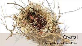  Presentation with bird - PPT layouts with mockingbird - northern mocking bird nest nest background and a coral colored foreground