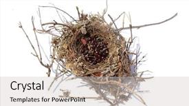  Presentation with to kill a bird - Cool new theme with mockingbird - northern mocking bird nest nest backdrop and a light gray colored foreground