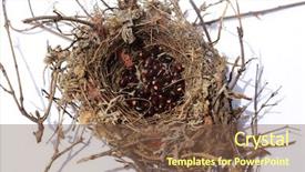  Presentation with h7n9 bird flu - PPT theme consisting of mockingbird - northern mocking bird nest nest background and a tawny brown colored foreground