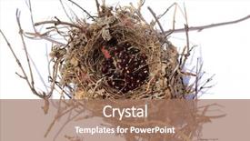  Presentation with bird - Colorful PPT theme enhanced with mockingbird - northern mocking bird nest nest backdrop and a coral colored foreground