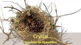  Presentation with bird - PPT layouts having mockingbird - northern mocking bird nest nest background and a tawny brown colored foreground