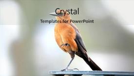  Presentation with bird - Colorful PPT layouts enhanced with mockingbird - small northern mocking bird close backdrop and a light gray colored foreground
