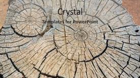  Presentation with close up wooden decking - Slide set with modan - closeup cutted wooden stump background and a light gray colored foreground