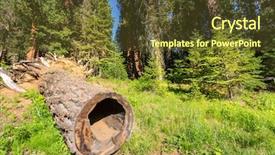  Presentation with pandanus or screw pine plant - Presentation theme having modan - mouldering stump against pine tree background and a tawny brown colored foreground