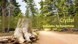  Presentation with pine forest - Presentation theme consisting of modan - mouldering stump in pine forest background and a tawny brown colored foreground