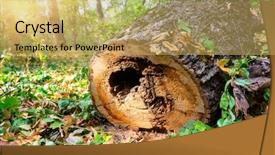  Presentation with old books on a wooden - Presentation theme consisting of modan - old wooden log in forest background and a yellow colored foreground