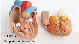  Presentation with human heart - Cool new presentation theme with model of the human heart backdrop and a coral colored foreground