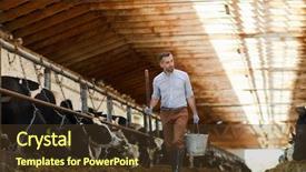 Presentation with farm - PPT layouts enhanced with modern farm worker holding bucket background and a tawny brown colored foreground
