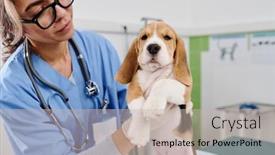  Presentation with working woman - PPT theme with modern-young-adult-woman-working background and a soft green colored foreground