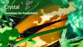  Presentation with plant - Audience pleasing slides consisting of zucchini plant zucchini flower green backdrop and a forest green colored foreground